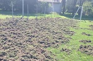 Dziki zryły boisko, klubu nie stać na naprawę. Pomożecie?