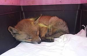 Rudy słodziak zgubił się w mieście