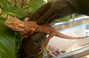 Obcy w ogródku. Gość z Australii