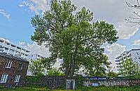 Wielka topola symbolem Odolan? "Jest wyjątkowa"