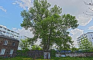 Wielka topola symbolem Odolan? "Jest wyjątkowa"