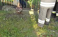 Sarna w potrzasku. Zwierzę utknęło między prętami