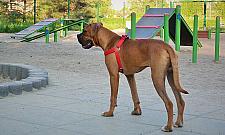 Psi raj na Bielanach. Jeden czy może dwa?