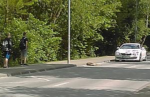 Nowodwory: sarna potrącona przez samochód