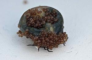 Polują na nas kleszcze. "Pierwsze godziny są kluczowe"