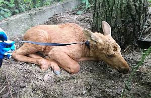 Kilkutygodniowy łoś błąkał się po Białołęce