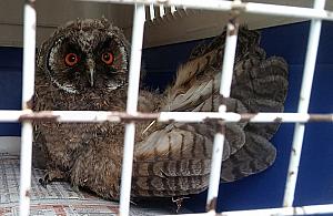 Dzieci uratowały sowę w Bocianim Zakątku