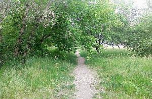 "Park angielski" przy Botewa - nowy pomysł dla Tarchomina