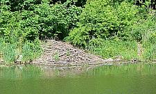 Co trzeci warszawski bóbr to mieszkaniec Białołęki