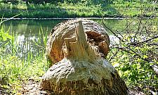 Co trzeci warszawski bóbr to mieszkaniec Białołęki