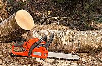 Nowe zasady wycinki drzew. Znowu zmiany w prawie