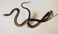 Dwumetrowy wąż w budynku. Wślizgnął się przez okno