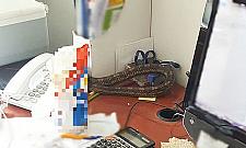 Dwumetrowy wąż w budynku. Wślizgnął się przez okno