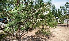 Zacisze dostało drzewa w prezencie