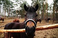 Dni Huculskie. �wi�to mi�o�nik�w koni
