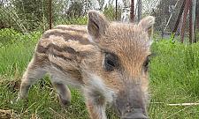 Dzielni pacjenci z Marysina Wawerskiego