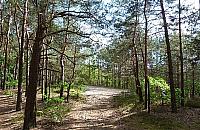 G�ra Lotnika. Tragiczna historia ukryta w sosnowych lasach