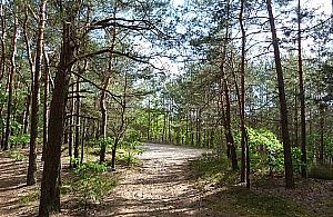 Góra Lotnika. Tragiczna historia ukryta w sosnowych lasach