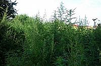 "Weso�e pole" odkryto w Wawrze