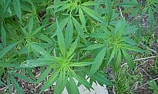 "Wesołe pole" odkryto w Wawrze