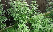 "Wesołe pole" odkryto w Wawrze