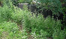 "Wesołe pole" odkryto w Wawrze