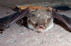 Wścieklizna za miedzą. Trzymajmy psy na smyczach