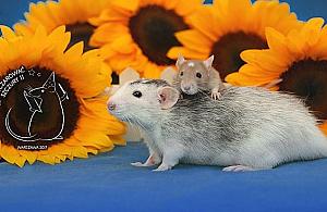 Szczury w ratuszu. Nietypowa impreza na Bielanach