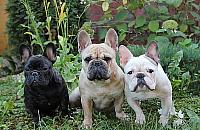 Buldogi opanuj� Bemowo