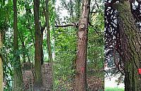 Zielony zakątek na Bemowie do wycięcia? "Zakusy na kościelny parking"