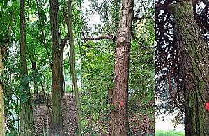 Zielony zakątek na Bemowie do wycięcia? "Zakusy na kościelny parking"