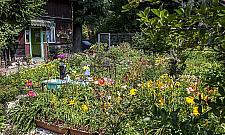 Najładniejszy ogródek Warszawy? Na Targówku