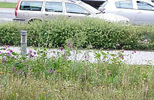 Łąka w centrum Bielan. "Betonu i asfaltu mamy wystarczająco dużo"