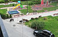 Dziki na Br�dnie? Niemal codziennie