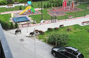 Dziki na Bródnie? Niemal codziennie