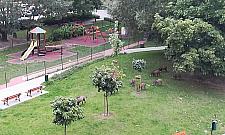 Dziki na Bródnie? Niemal codziennie