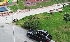 Dziki na Bródnie? Niemal codziennie