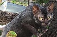 Kot-wilkołak na Wrzecionie. "Zobaczcie na własne oczy"