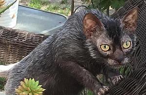 Kot-wilkołak na Wrzecionie. "Zobaczcie na własne oczy"