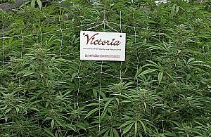 Targi marihuany w Wawrze. "Historyczne wydarzenie"