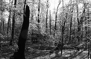 W Lesie Bielańskim znaleziono ciało kobiety