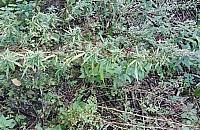 "Wesołe pole" przy Stawach Kellera