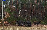 Dziki niszczą Wawer. Czas na odstrzał?