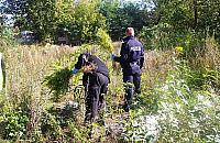 Pola marihuany w Jabłonnie i Legionowie