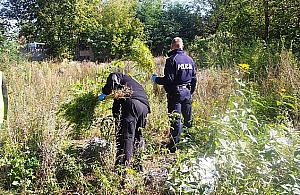 Pola marihuany w Jabłonnie i Legionowie