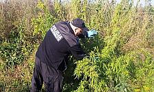 Pola marihuany w Jab³onnie i Legionowie