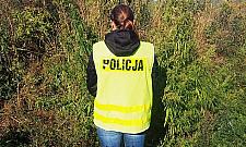Pola marihuany w Jab³onnie i Legionowie