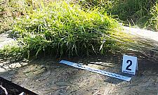 Pola marihuany w Jab³onnie i Legionowie