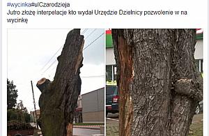 "Wycinają drzewa!". Polityczna gra na emocjach