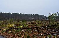 Tną na potęgę. Czyszczenie terenu pod obwodnicę